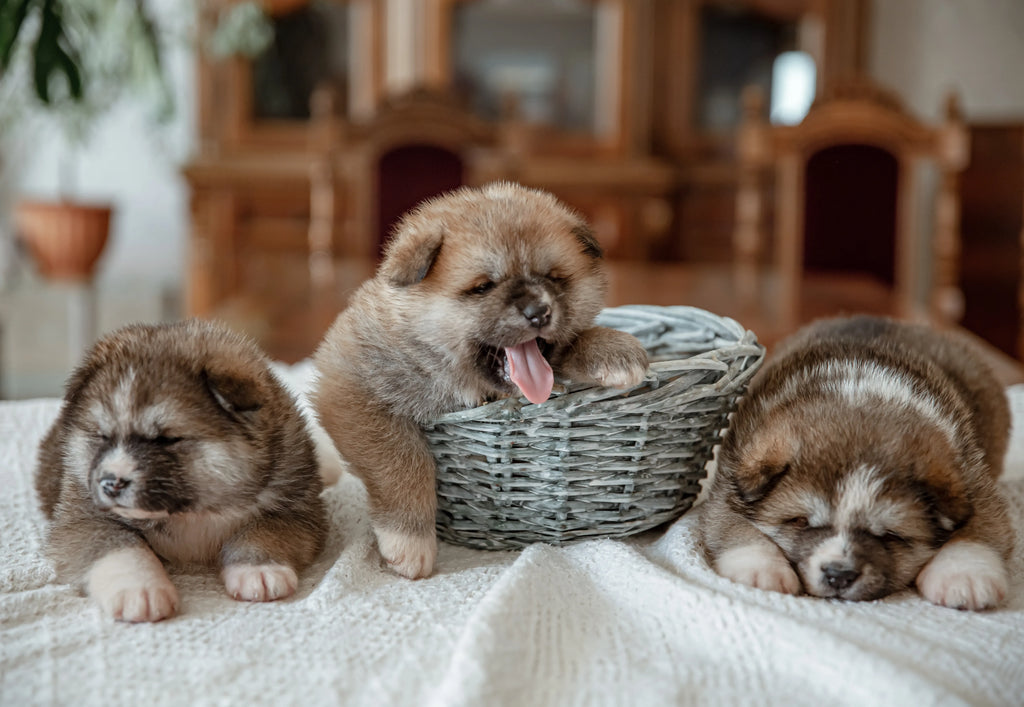 Quelques conseils pour accueillir un chiot chez vous